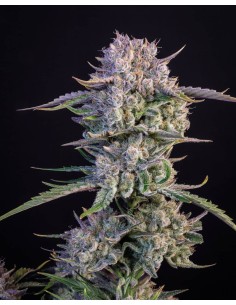 Strawberry Gorilla Auto (FastBuds Seeds) Autoflowering Seeds 2