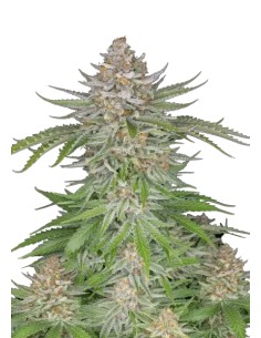 Strawberry Pie Auto (FastBuds Seeds) Autoflowering Seeds