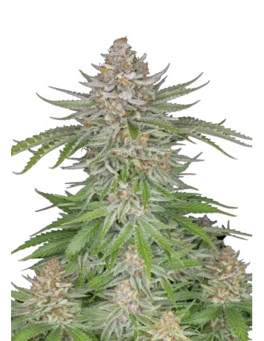 Strawberry Pie Auto (FastBuds Seeds) Semillas Autofloracion