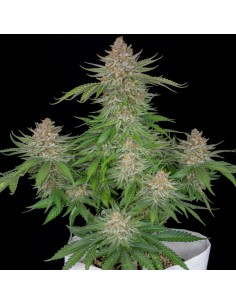 Strawberry Pie Auto (FastBuds Seeds) Autoflowering Seeds 2