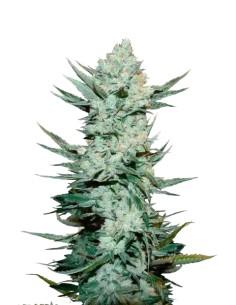 Tangie'matic Auto (FastBuds Seeds) Autoflowering Seeds