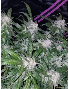 Tangie'matic Auto (FastBuds Seeds) Autoflowering Seeds 2