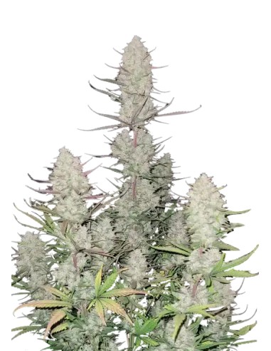 Tropicana Cookies Auto von FastBuds Seeds Hanfsamen | Oaseeds