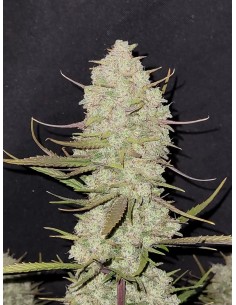Tropicana Cookies Auto (FastBuds Seeds) Autoflowering Seeds 2