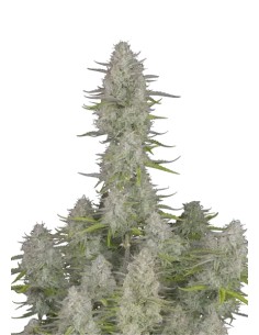 Wedding Cheesecake Auto (FastBuds Seeds) Autoflowering Seeds