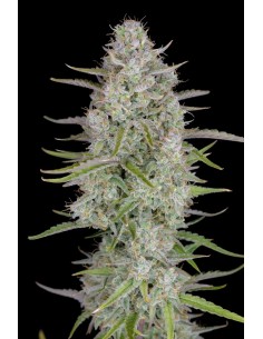 Wedding Cheesecake Auto (FastBuds Seeds) Autoflowering Seeds 2
