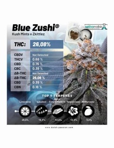 Blue Zushi (Dutch Passion) 🍋 25% THC, Unique Flavor 2
