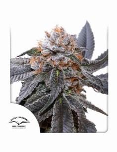 Blue Zushi (Dutch Passion) 🍋 25% THC, Unique Flavor