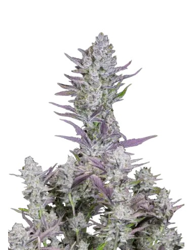 Wedding Glue Auto (FastBuds Seeds) Semillas Autoflorecientes