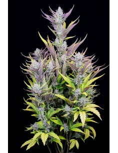 Wedding Glue Auto (FastBuds Seeds) Autoflowering Seeds 2