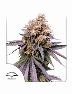 GMO Fast Strain (Dutch Passion) 🧄 Quick & Powerful