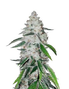 West Coast O.G. Auto (FastBuds Seeds) Autoflowering Seeds