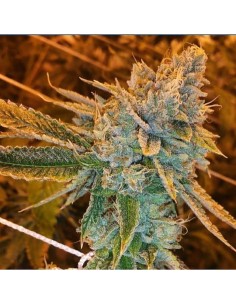West Coast O.G. Auto (FastBuds Seeds) Autoflowering Seeds 2