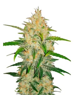 Zkittlez Auto (FastBuds Seeds) Autoflowering Seeds - Oaseeds
