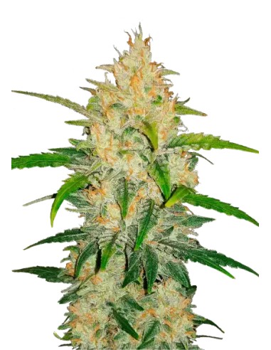 Acheter Zkittlez Auto de FastBuds Seeds - Oaseeds