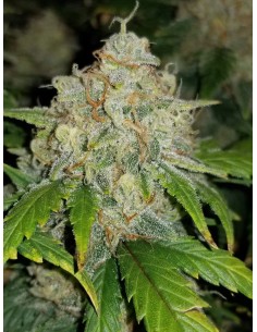 Zkittlez Auto (FastBuds Seeds) Autoflowering Seeds - Oaseeds 2