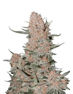 Ztrawberriez Auto (FastBuds Seeds) Semi Autofiorenti