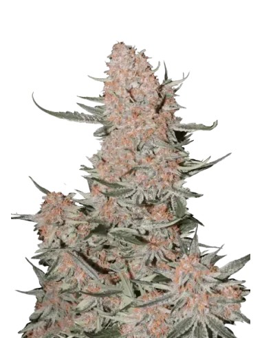 Ztrawberriez Auto (FastBuds Seeds) Semi Autofiorenti