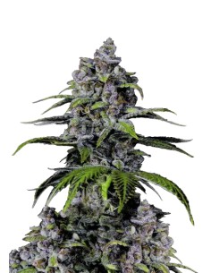 Purple Lemonade FF (FastBuds)