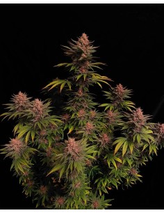 Purple Lemonade FF (FastBuds) 2