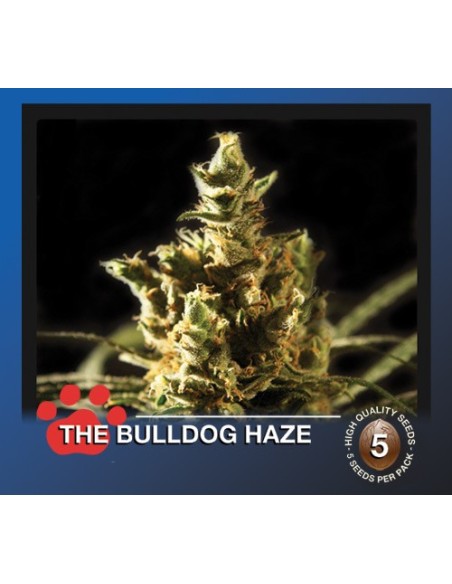 The Bulldog Haze