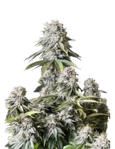 Orange Sherbet FF (FastBuds)