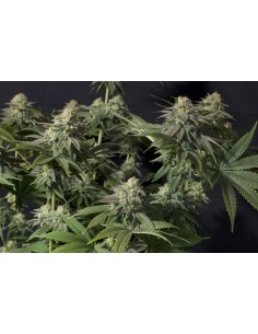 Orange Sherbet FF (FastBuds) 2