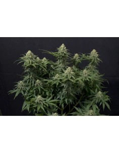 Wedding Cheesecake FF (FastBuds) 2