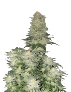 Wedding Cheesecake FF (FastBuds)