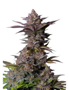 Tropicana Cookies FF (FastBuds)