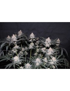 Tropicana Cookies FF (FastBuds) 2