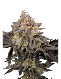 Gorilla Cookies FF (FastBuds)