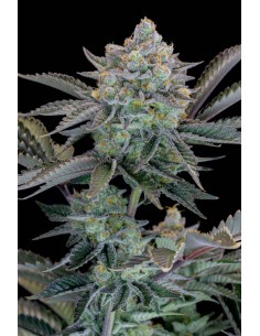 Gorilla Cookies FF (FastBuds) 2