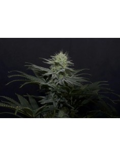 GG4 Sherbet FF (FastBuds) 2