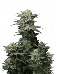 GG4 Sherbet FF (FastBuds)