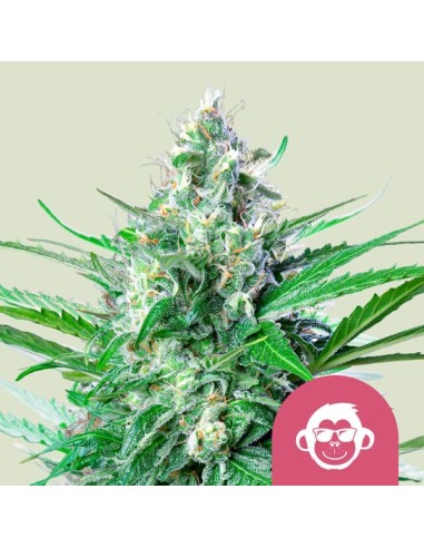 Grape Ape Strain (Royal Queen Seeds) 🍇 Potent & Flavorful