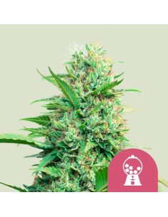 Pink Runtz Strain (Royal Queen Seeds) 🍬 Süß & 26% THC