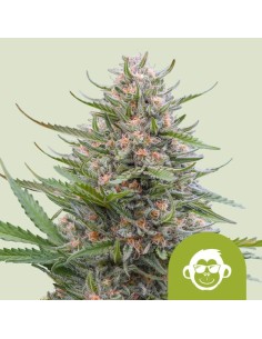 Grape Ape Auto (Royal Queen Seeds) 🍇 Autoflower Seeds
