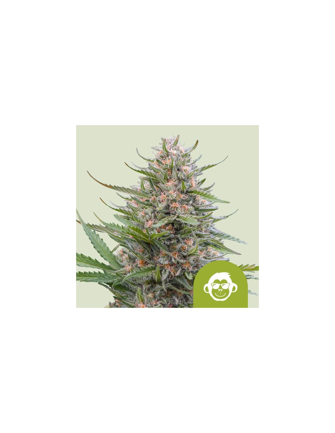 Grape Ape Auto (Royal Queen Seeds) 🍇 Autoflower Seeds