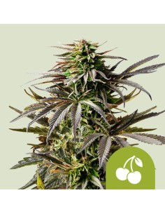 Cherry Pie Auto (Royal Queen Seeds) 🍒 Autoflower Seeds