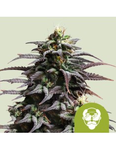 Granddaddy Purple Auto (Royal Queen Seeds) 💜 Autoflowering