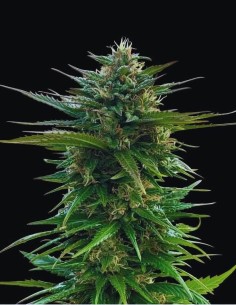 Big Yeti Strain (Seedstockers) The Ultimate Outdoor Giant!