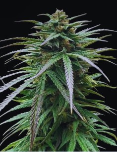 Zmäkdaun Strain (Seedstockers) ❄️ Perfect for Cold Climates