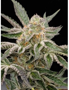 Pre-98 Bubba Strain (The Cali Connection) Feminized Seeds