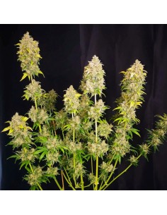 Sour Tangie Dawg (Dutch Passion) - Regular Cannabis Seeds 2