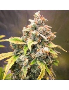 Sour Tangie Dawg (Dutch Passion) - Regular Cannabis Seeds