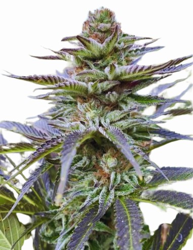 Girl Scout Cookies (The Cali Connection) Feminisierte Samen