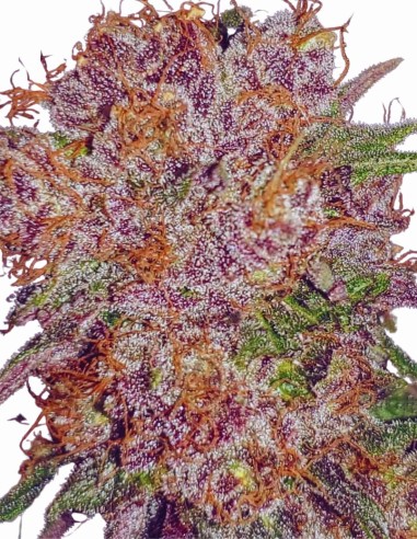 Strawberry Ice Strain (The Cali Connection) Feminized Seeds