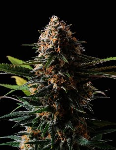 Candy Cream Go Fast Strain (Kannabia Seeds) Feminized
