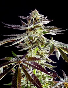 Apple & Bananas (Kannabia Seeds) 🍌 Fruity Flavor, 27% THC